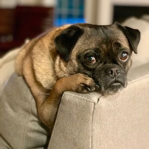 Meet your Posher, Ann